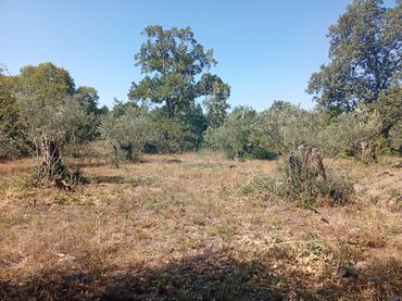 Terreno rustico in vendita a Villanueva de la Vera