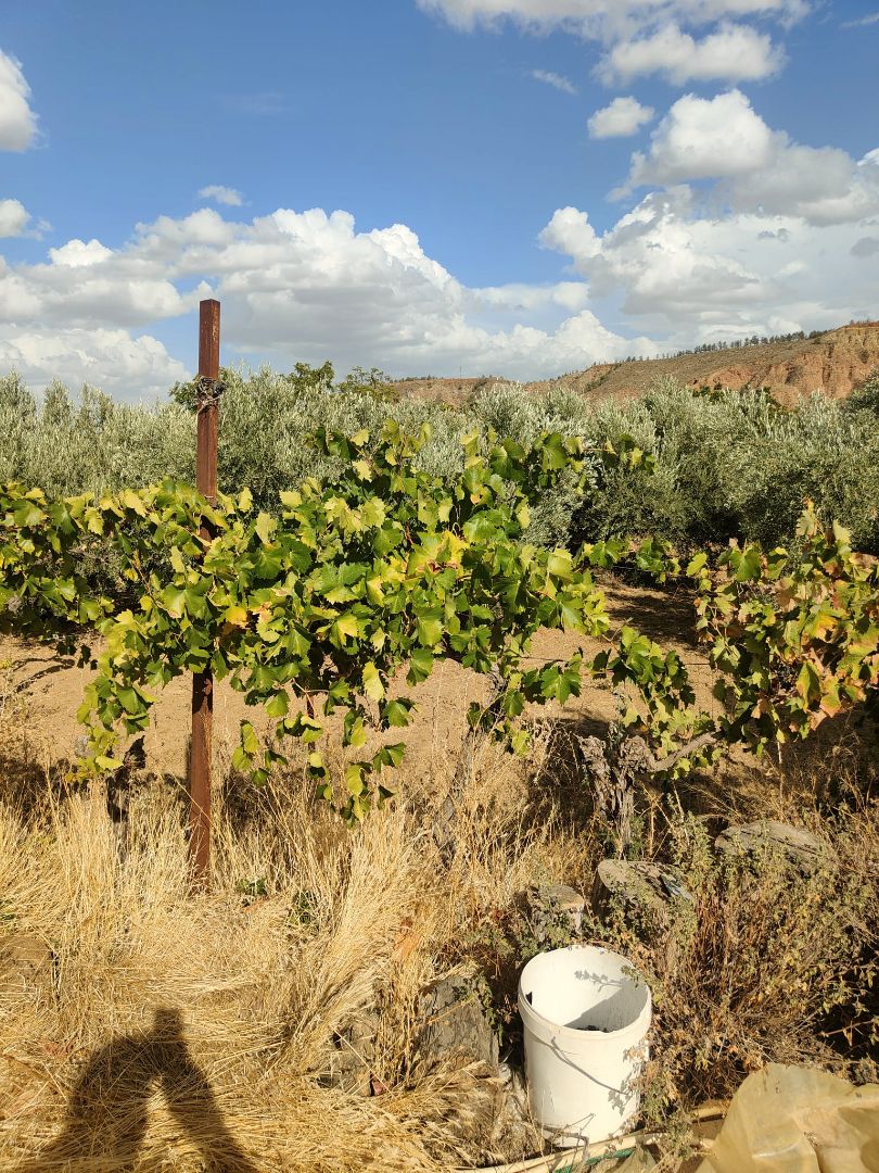 Jardí de Finca rústica en venda en Cortes y Graena amb Jardí privat, Terrassa i Piscina