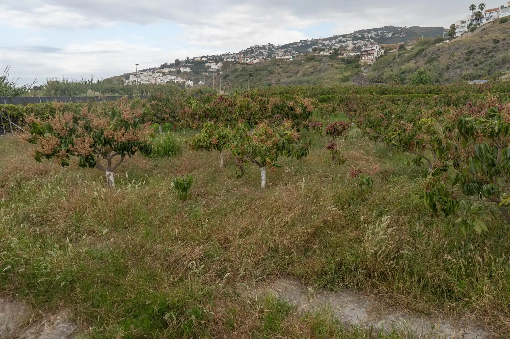 Terreni e lotti in vendita a CARRETERA MALAGA (CAL), imagen 24