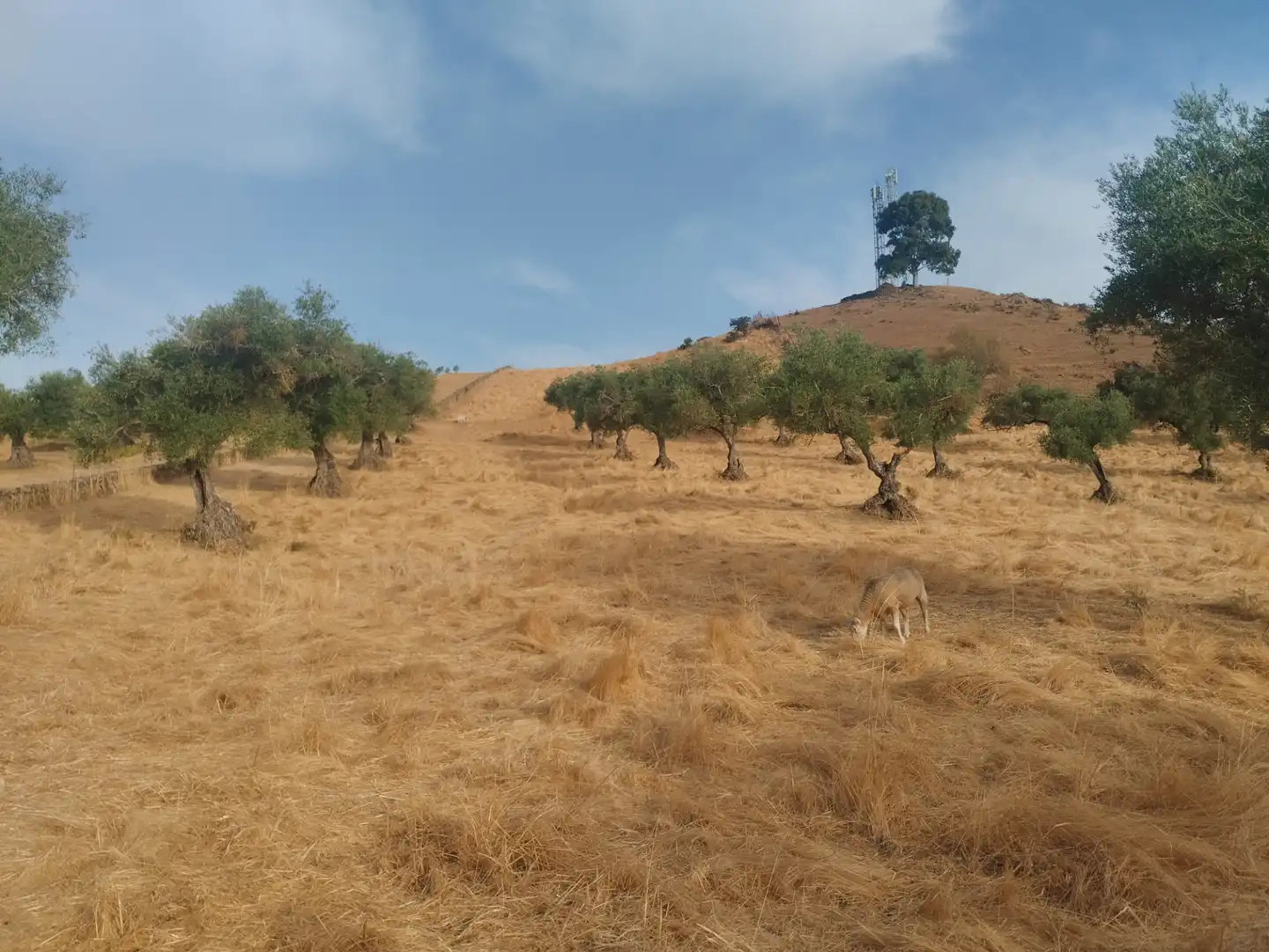 Terreni e lotti in vendita a Jerez de los Caballeros, imagen 7