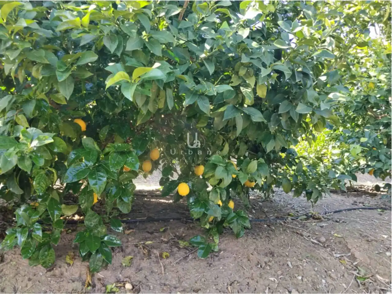 Terreny rústic en venda a Camino Huerta de Abajo, imagen 9