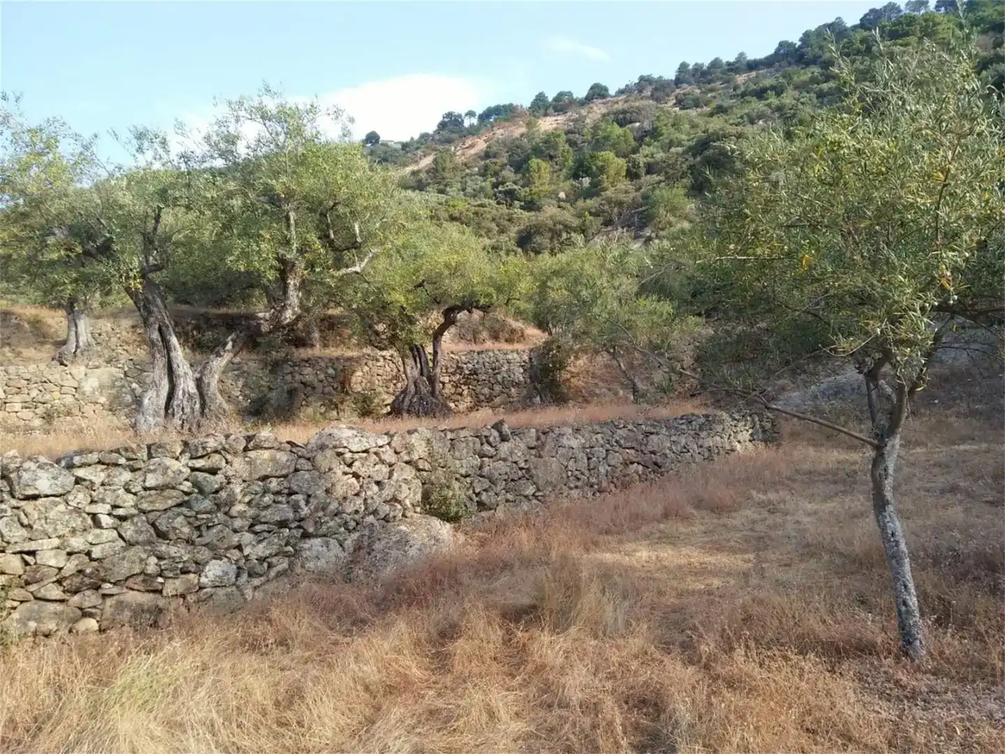 Terreno en venta en Pedro Bernardo