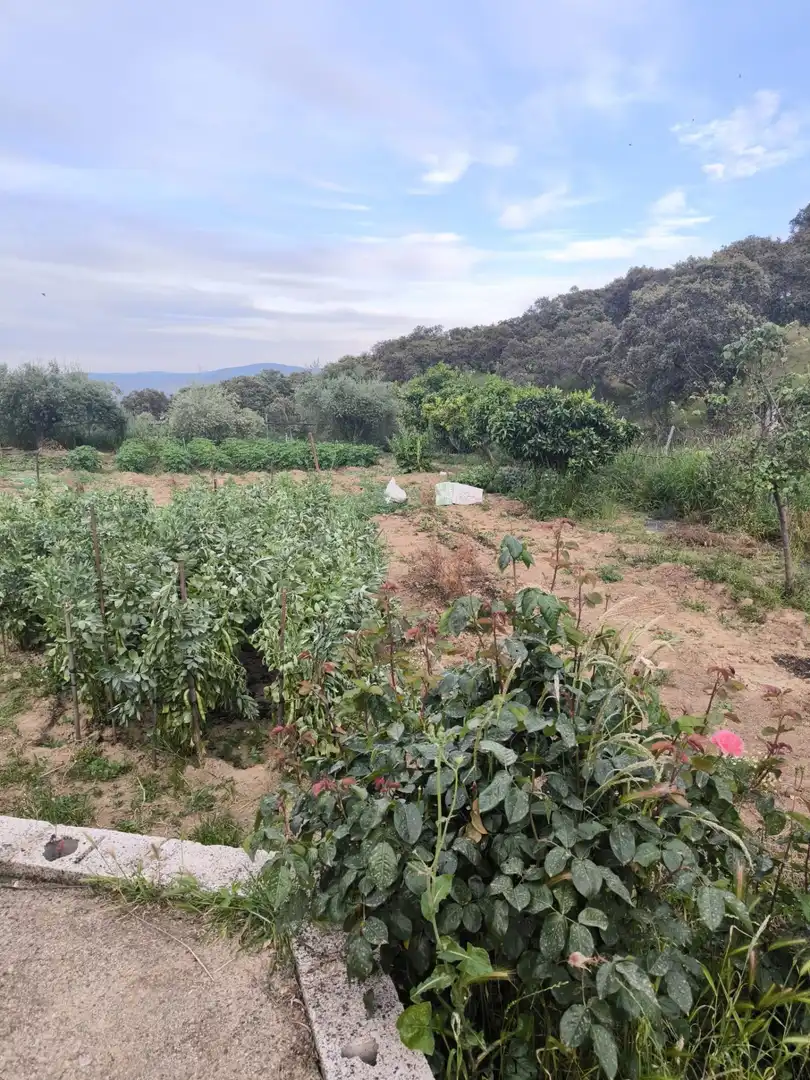 Houses for sale in Fuente Obejuna  with Swimming Pool