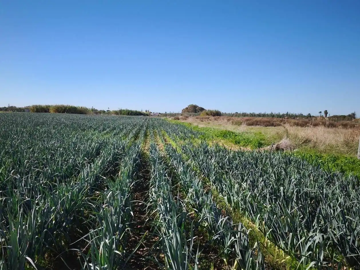 Terreno rustico in vendita a Las Tres Piedras - Costa Ballena, imagen 12