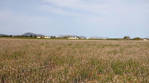 Terreno Sa Pobla 80738m2, immagine 2
