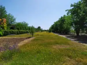 Finca rústica en venda en Fuente El Saz de Jarama amb Aire condicionat, Calefacció i Jardí privat