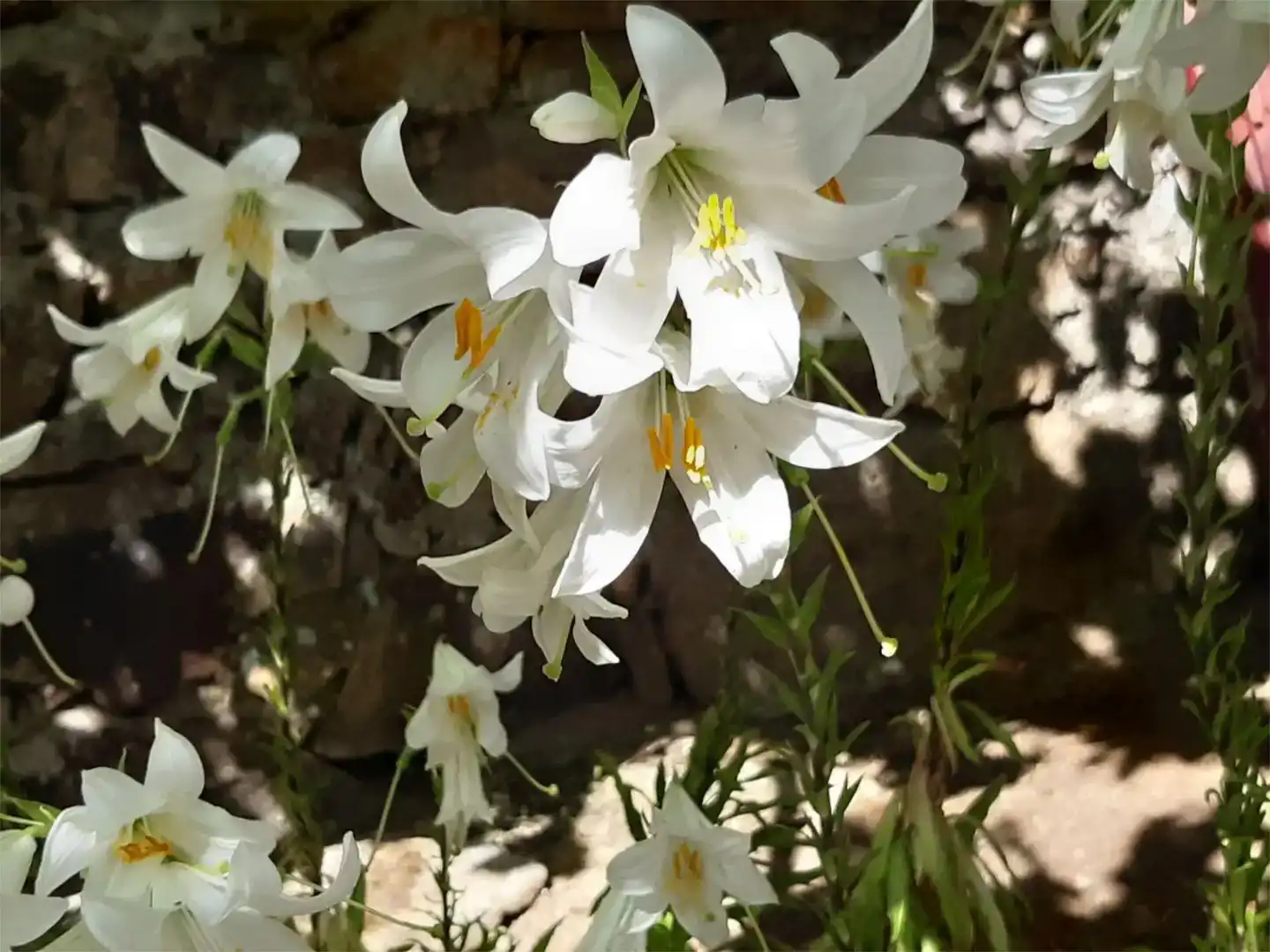 Jardí de Planta baixa en venda en Moraleja de Sayago amb Jardí privat