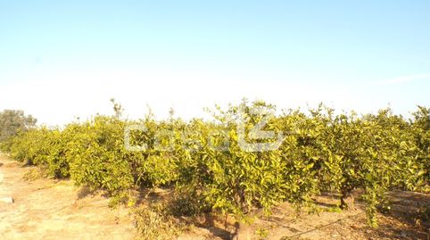 Finca Rustica  Venta Algemesí, imatge 2