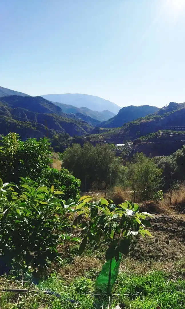 Vista exterior de Finca rústica en venta en Motril con Jardín privado