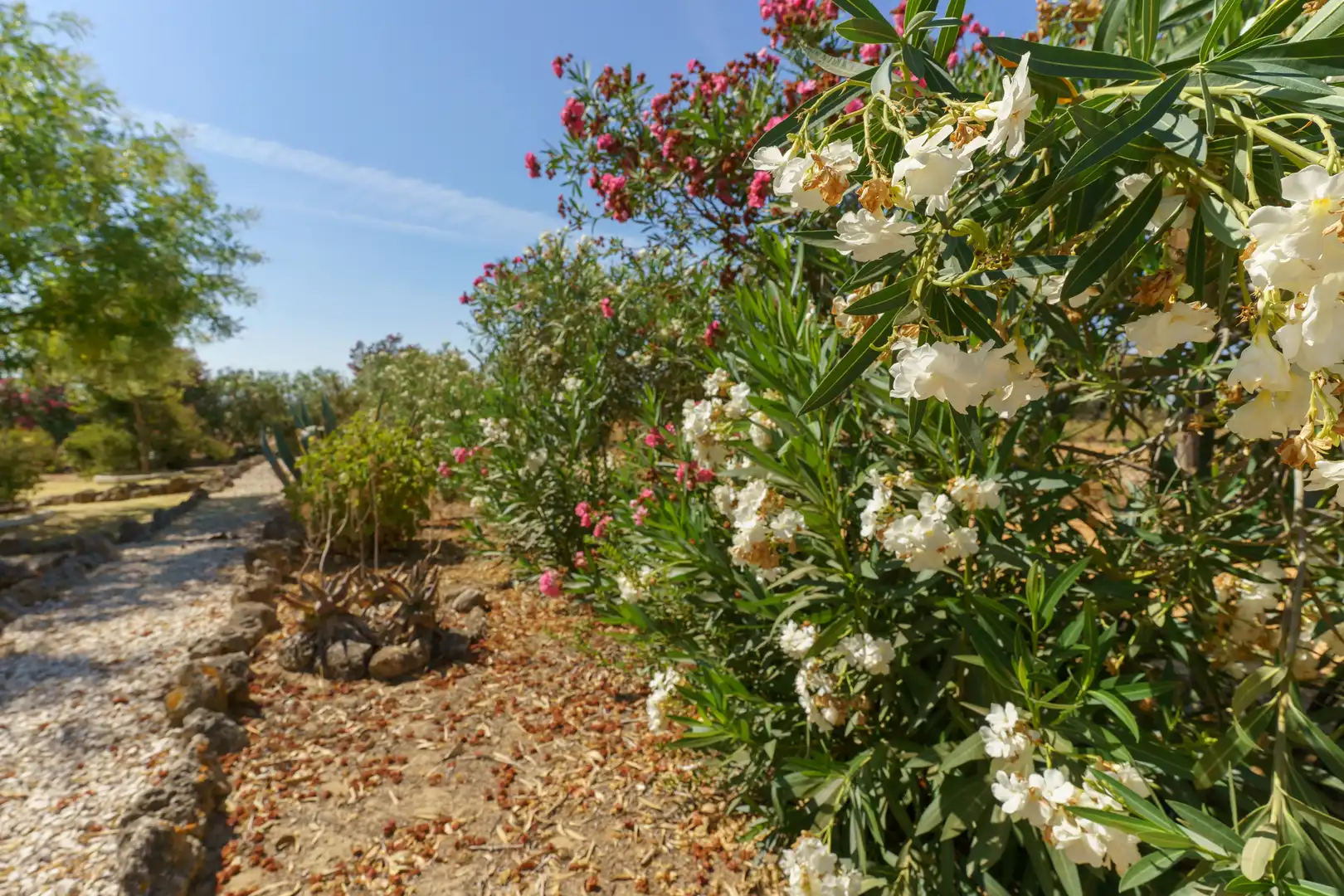 Jardín de Finca rústica en venta en La Palma del Condado con Jardín privado, Terraza y Piscina