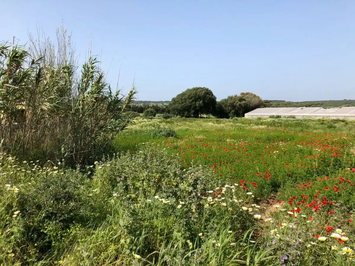 Terreni e lotti in vendita a Barbate ciudad, imagen 19