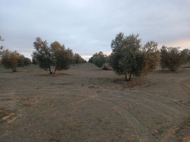 Terreno rustico in vendita a Calle García Pavón 112
