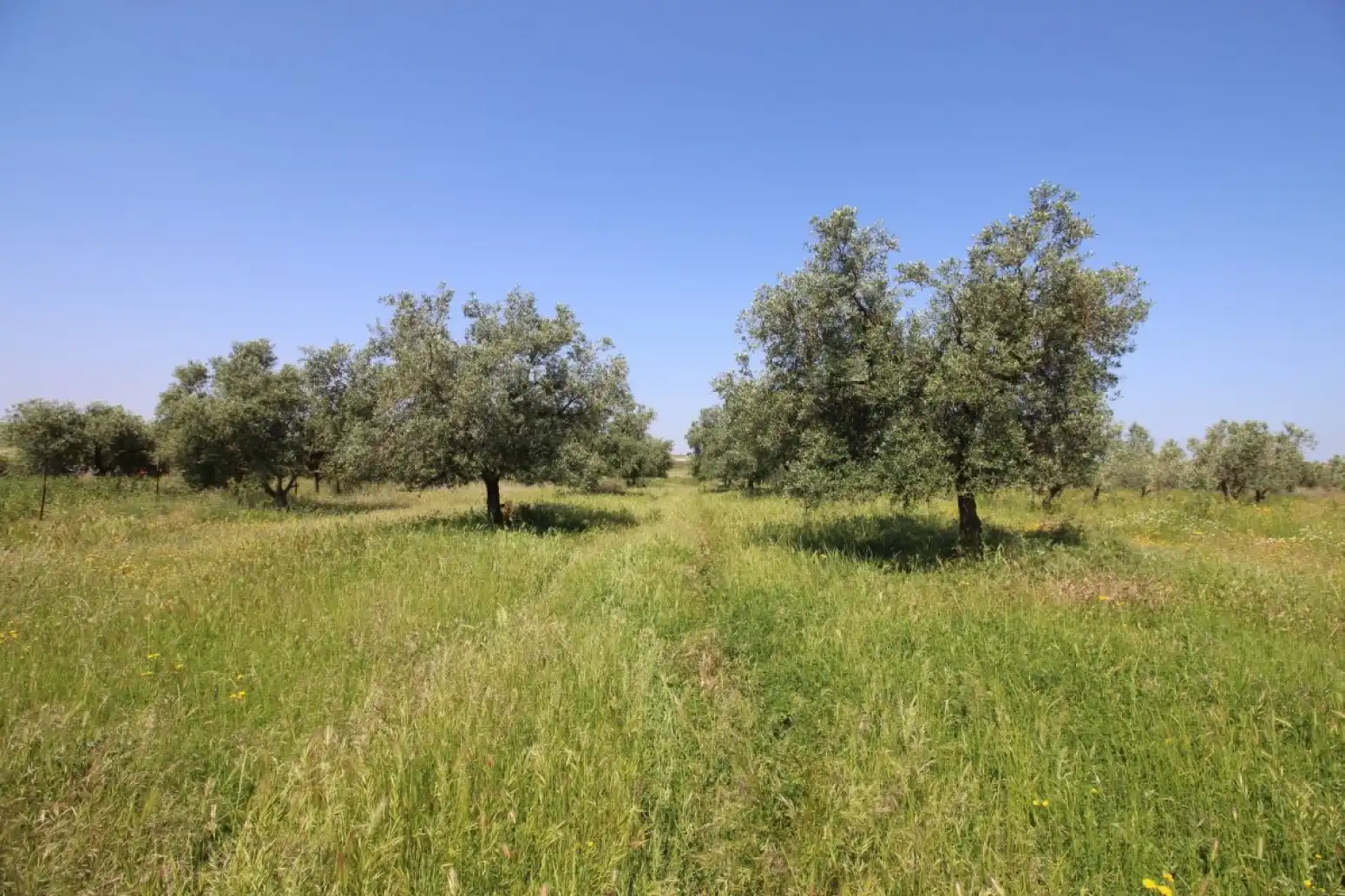 Land for sale in Esparragalejo