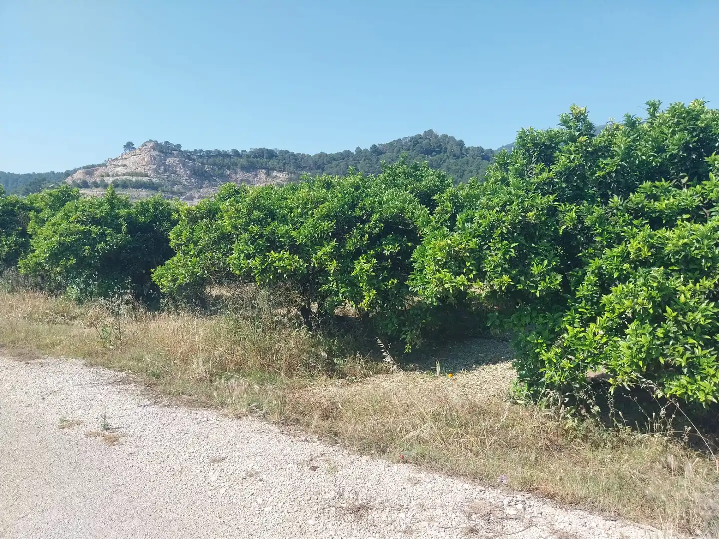 Rural land for sale in Tavernes de la Valldigna, imagen 10