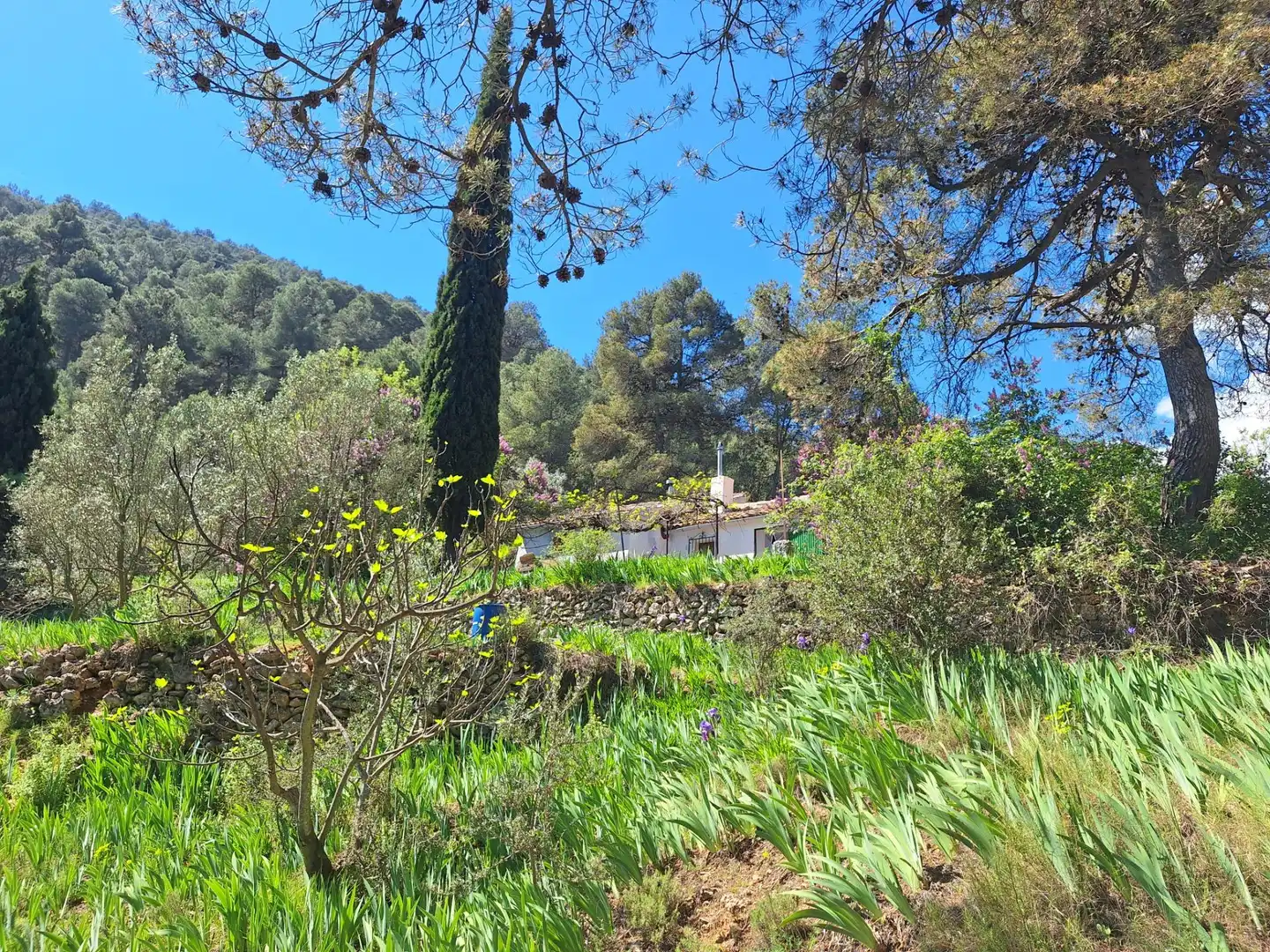 Jardí de Finca rústica en venda en Alcoy / Alcoi amb Traster i Moblat