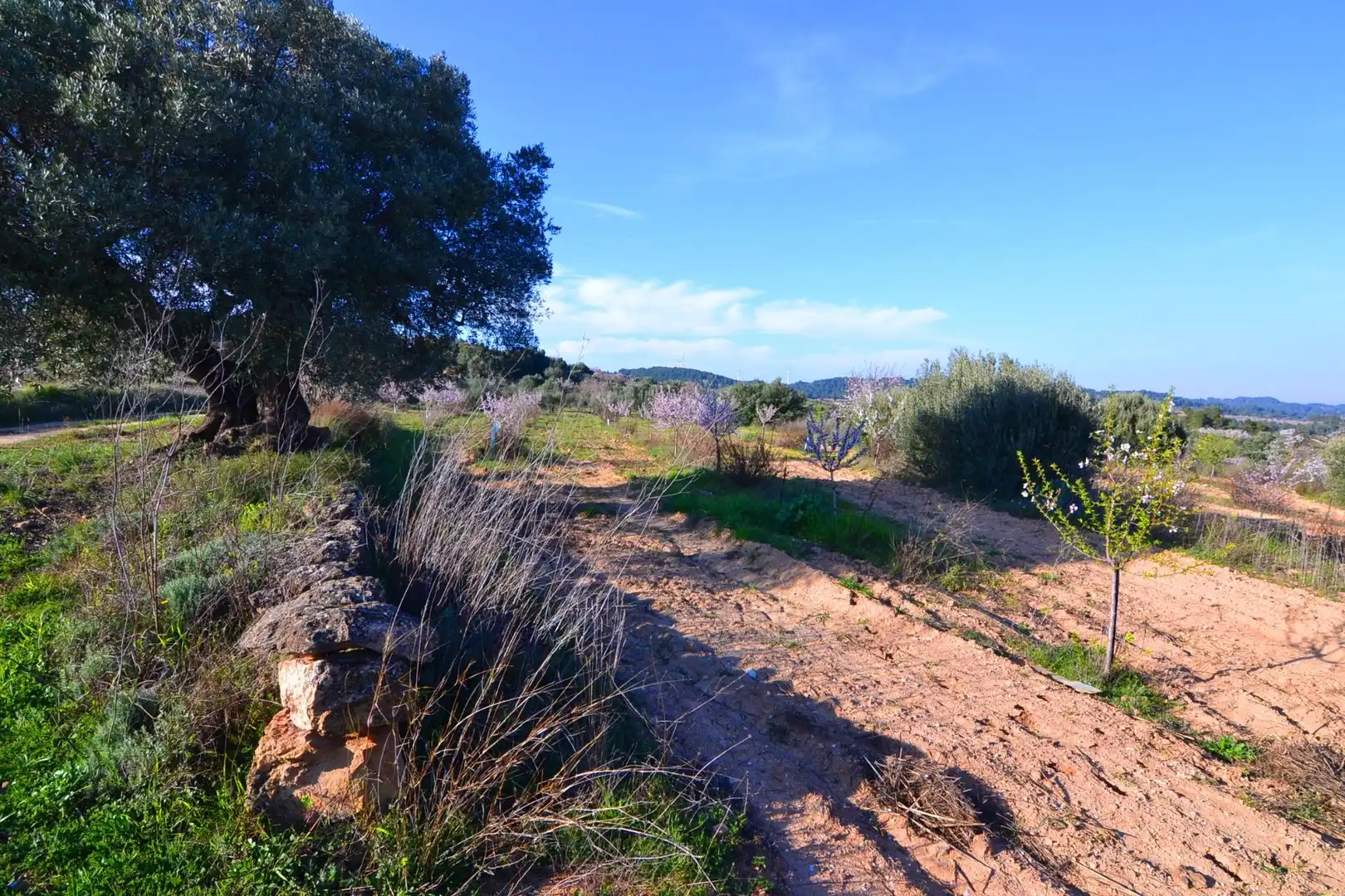 Rural land for sale in Gandesa, imagen 16