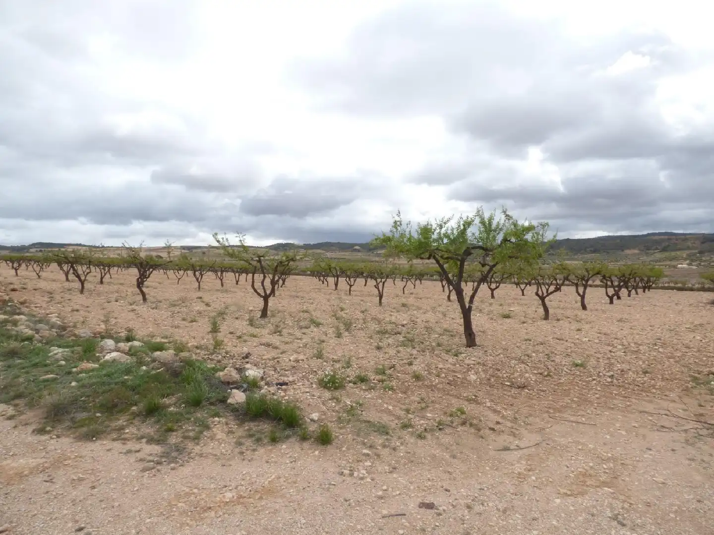 Rustikales Grundstück zum Verkauf in Jumilla, imagen 13
