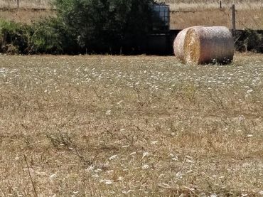 Rustikales Grundstück zum Verkauf in Cami de Son Reixach