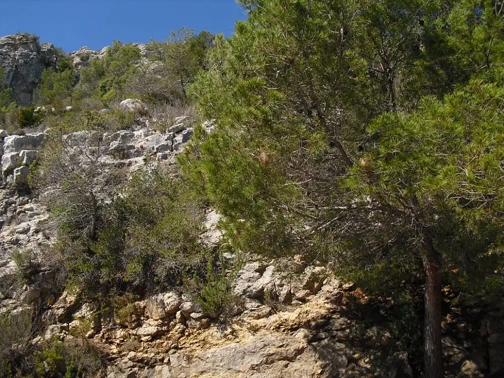 Rural land for sale in C/ Farigola, imagen 7