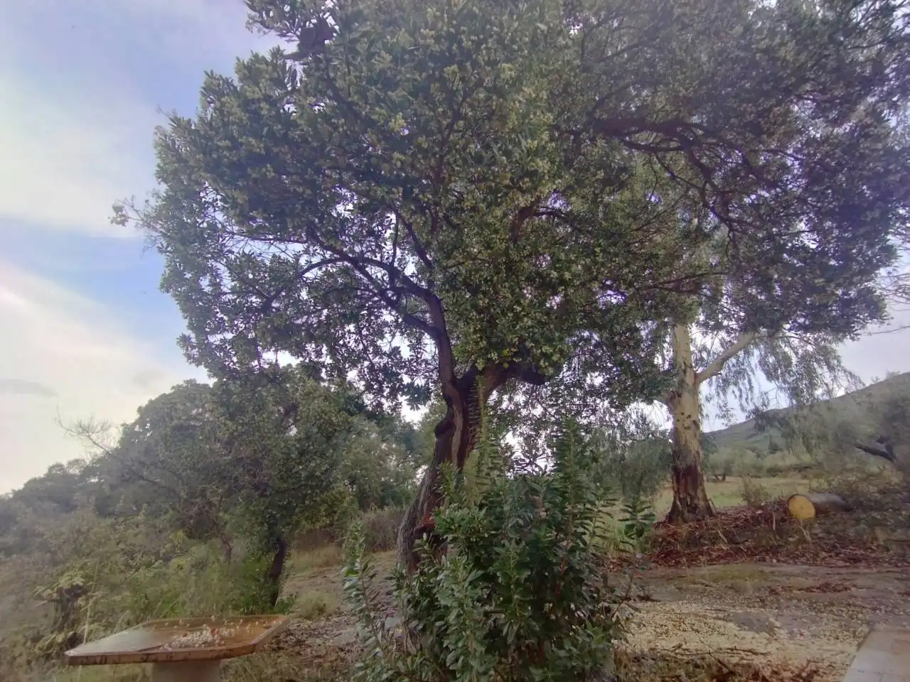 Terrenos y solares en venta en Badajoz, imagen 18