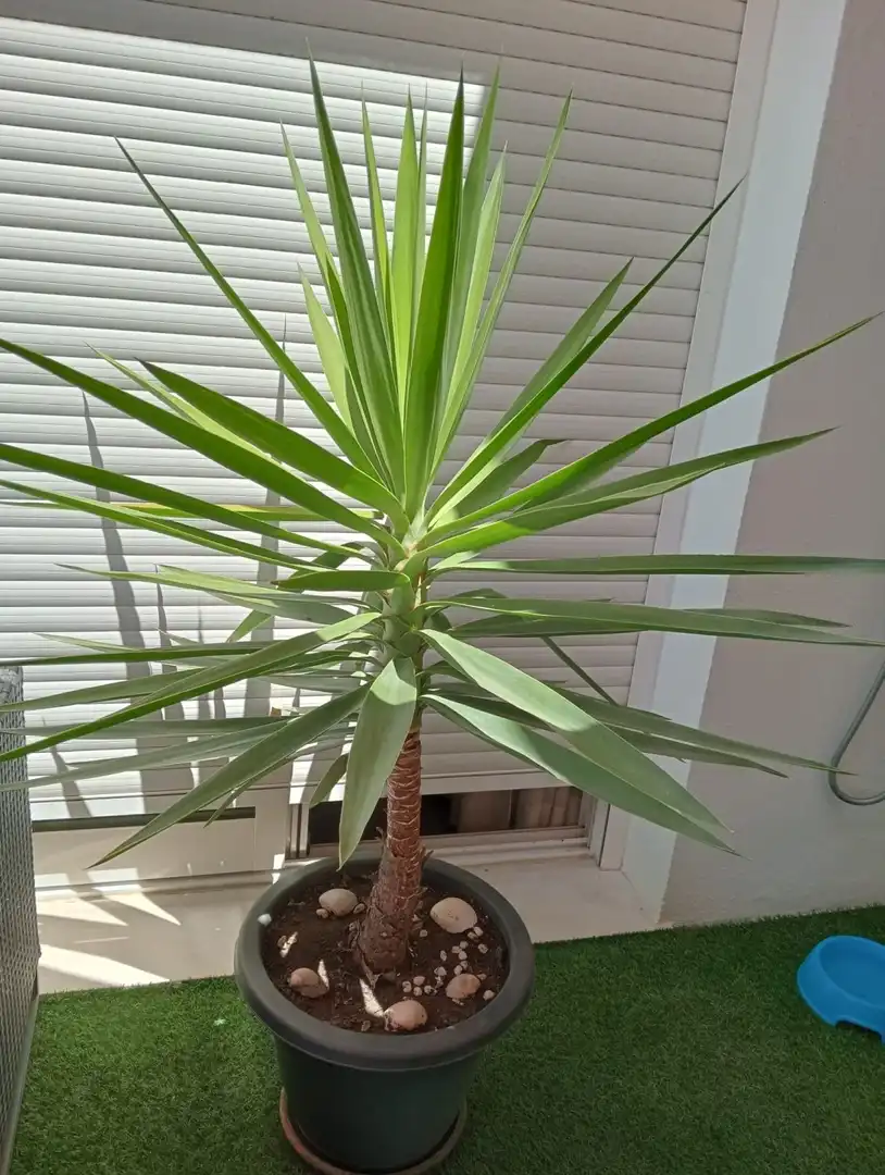 Garten von Wohnung zum Verkauf in Conil de la Frontera mit Klimaanlage, Heizung und Terrasse