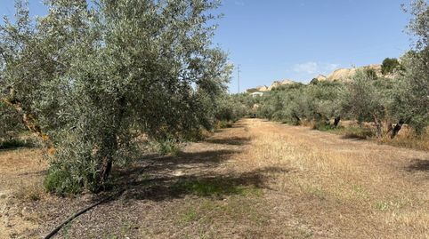 FINCA EN VENTA, immagine 2