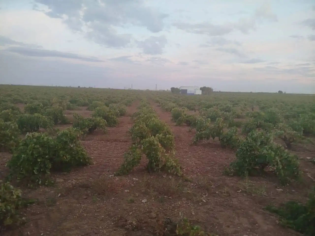 Rural land for sale in Manzanares, imagen 4