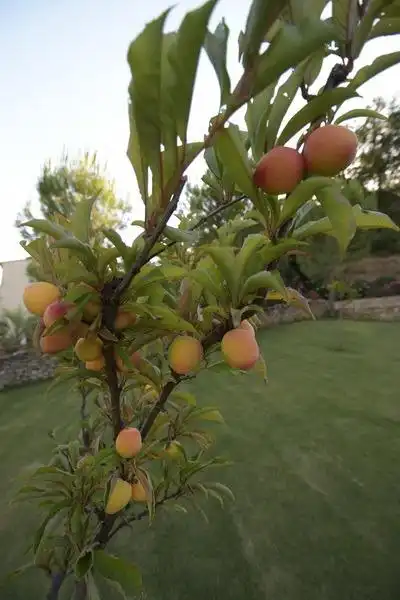Jardín de Finca rústica en venta en Setenil de las Bodegas