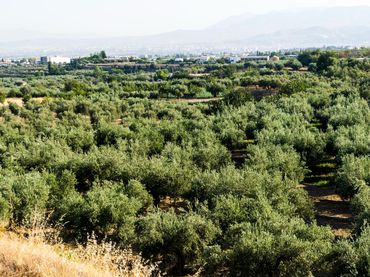 Rural land for sale in Urbanizacion PAGO VIÑA DEL REY