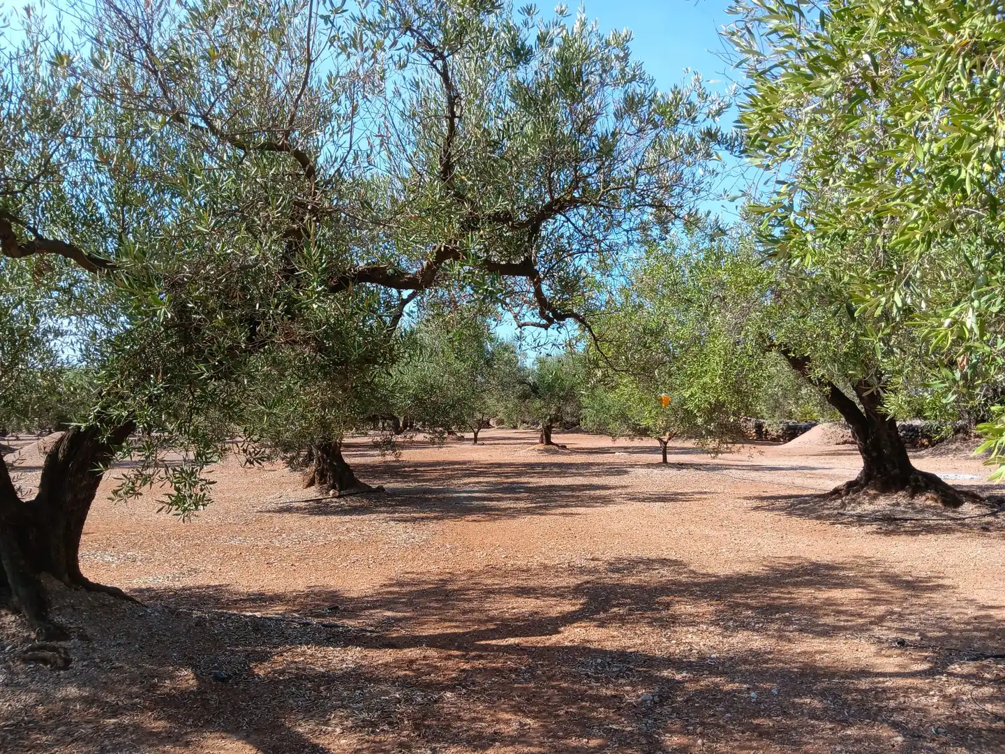 Lands and plots for sale in Roquetes, imagen 26