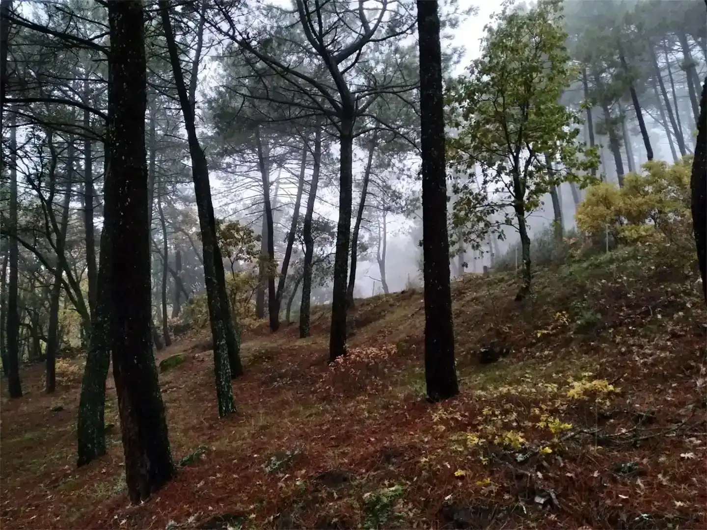 Pis en venda en Piedralaves amb Jardí privat