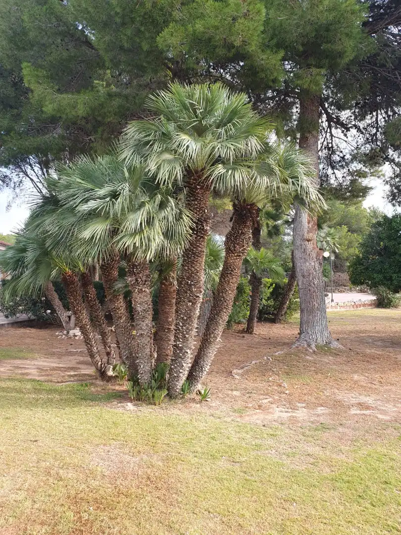 Jardí de Casa o xalet en venda en El Vendrell amb Aire condicionat, Jardí privat i Terrassa