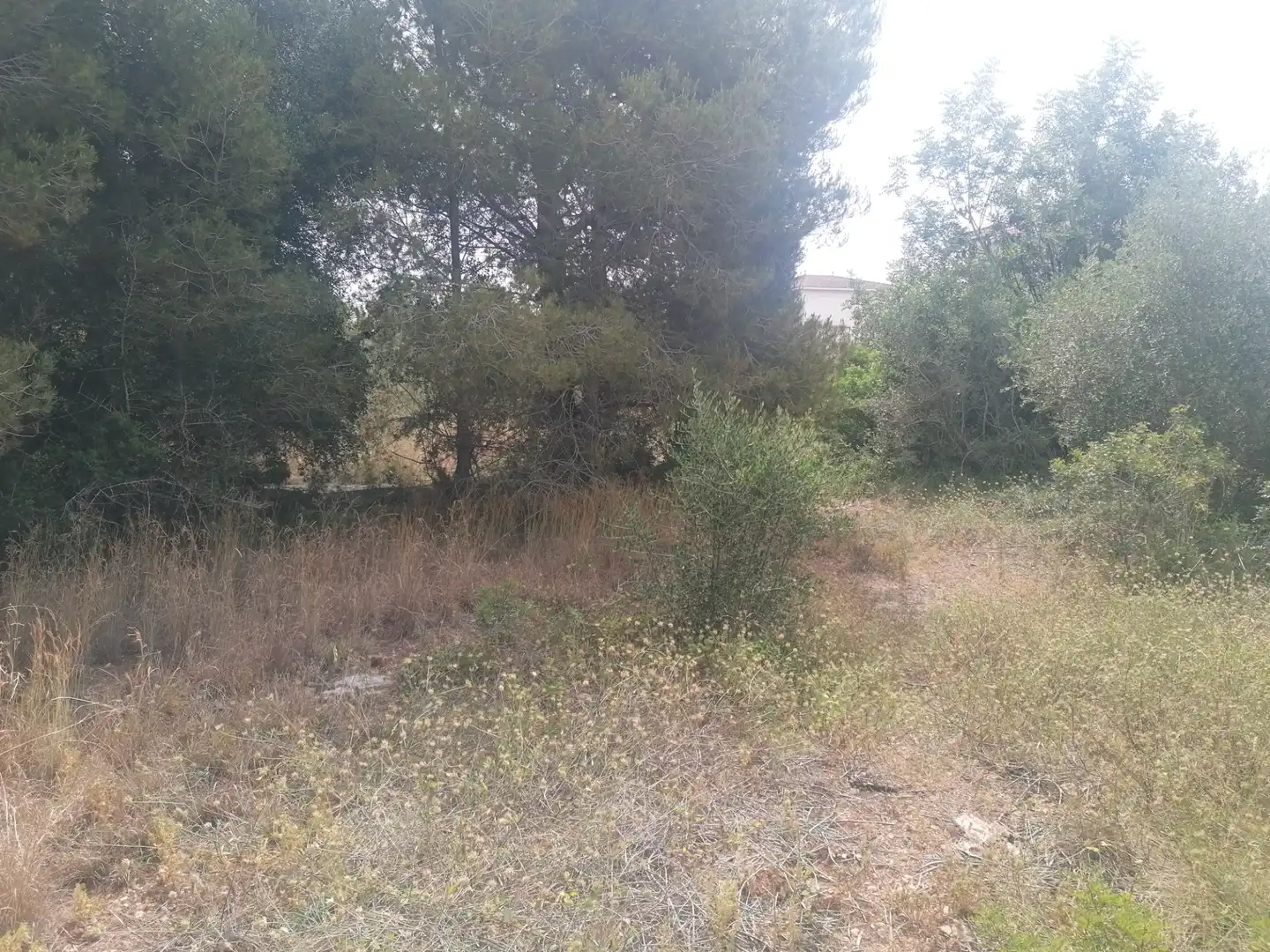 Wohnbaugrundstück zum Verkauf in Carrer Felip Pedrell 3, imagen 3
