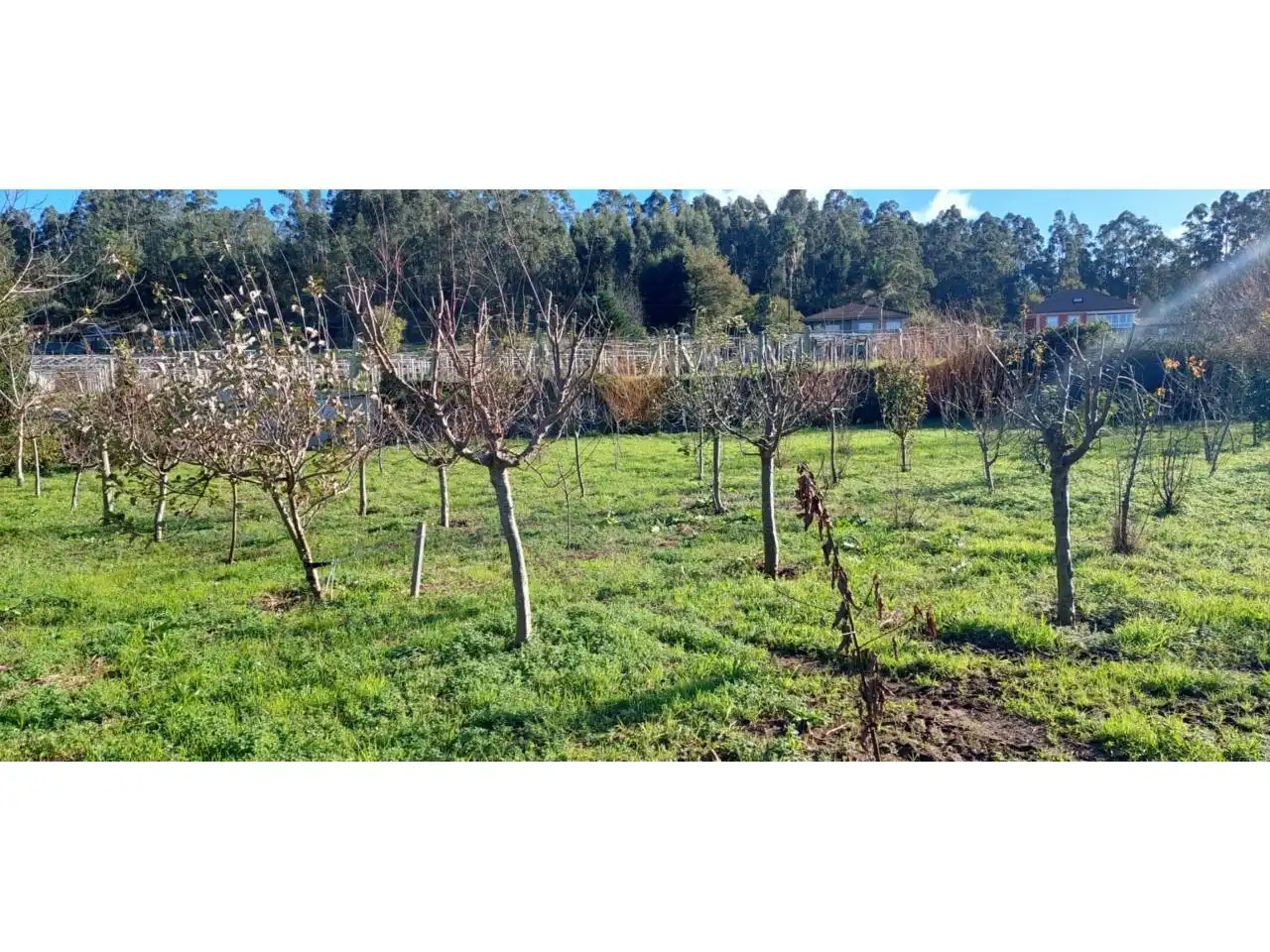 Terreno rustico in vendita a Ribadumia, imagen 3