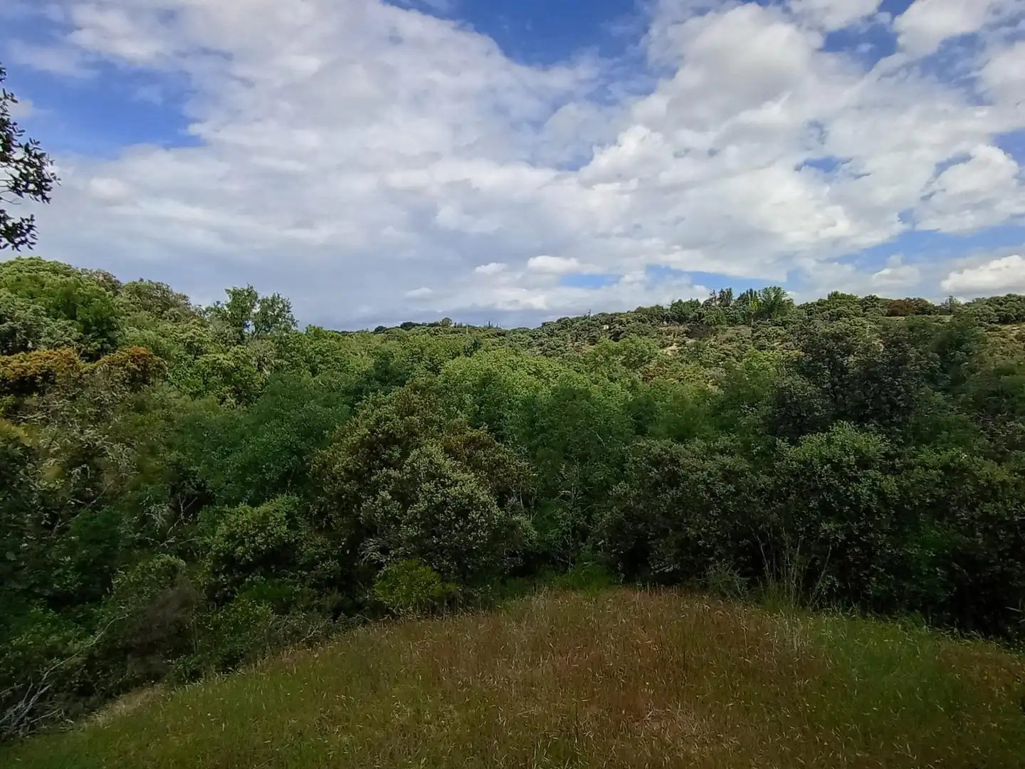 Residential land for sale in Calle Enebros, imagen 16