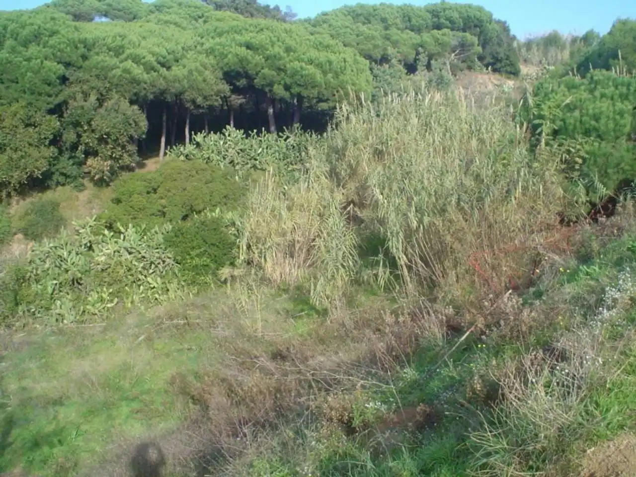 Rustikales Grundstück zum Verkauf in Calle JOAN ALCOVER, imagen 3