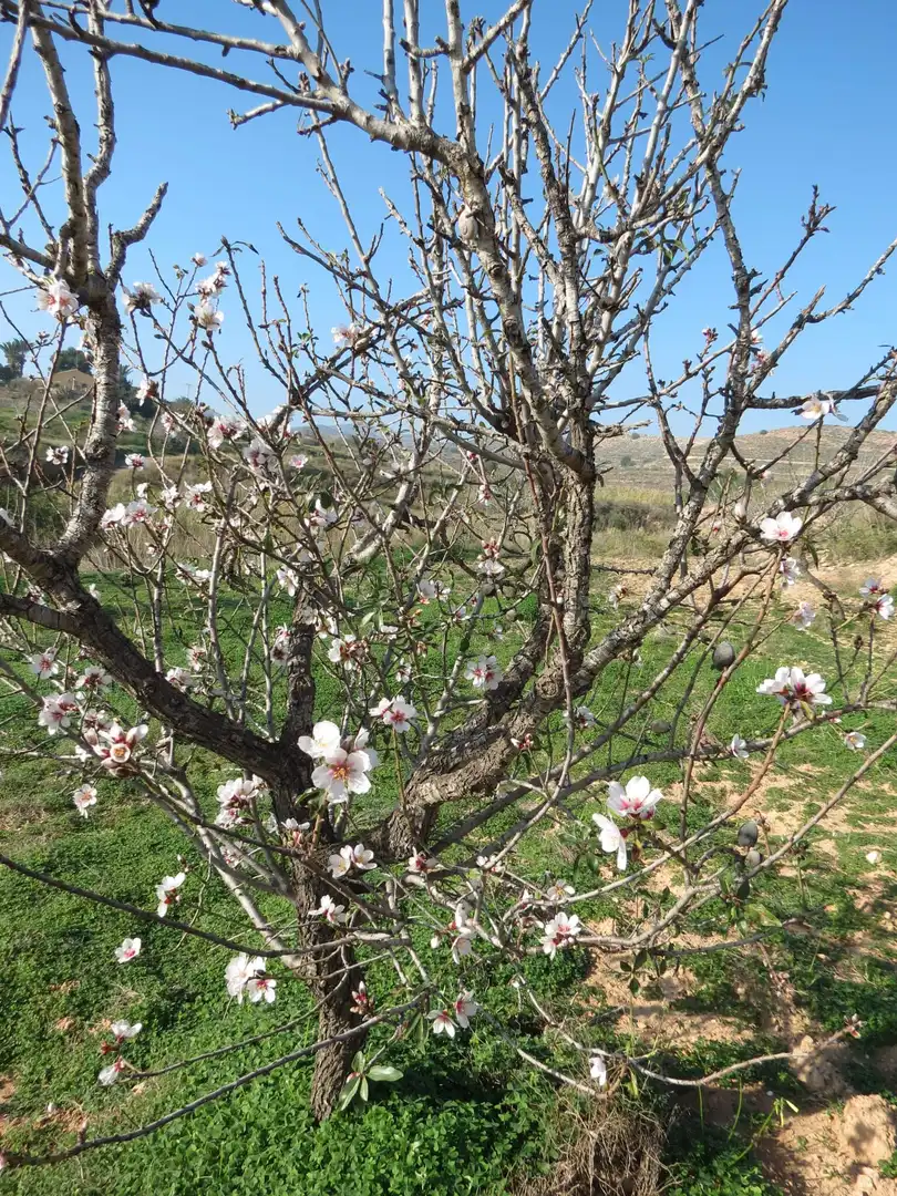 Terreni e lotti in vendita a Pedanías Oeste, imagen 23