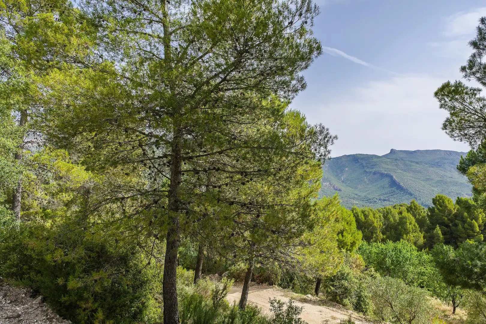 Finca rústica en venta en Moratalla con Piscina