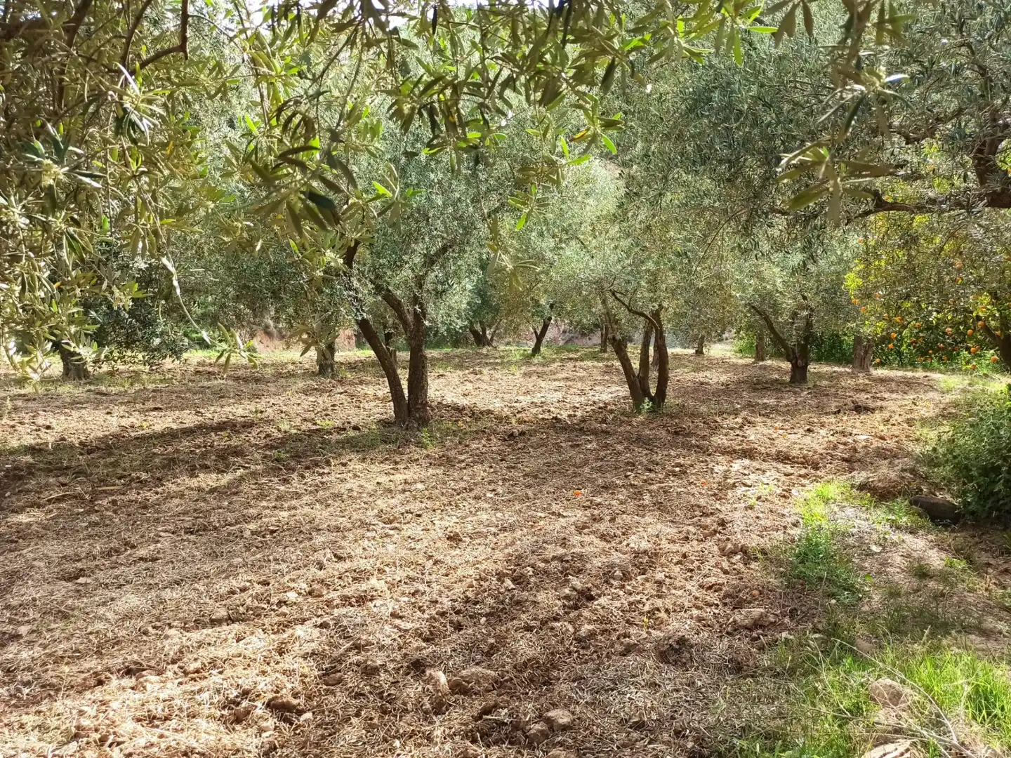 Residential land for sale in Alcolea, imagen 11