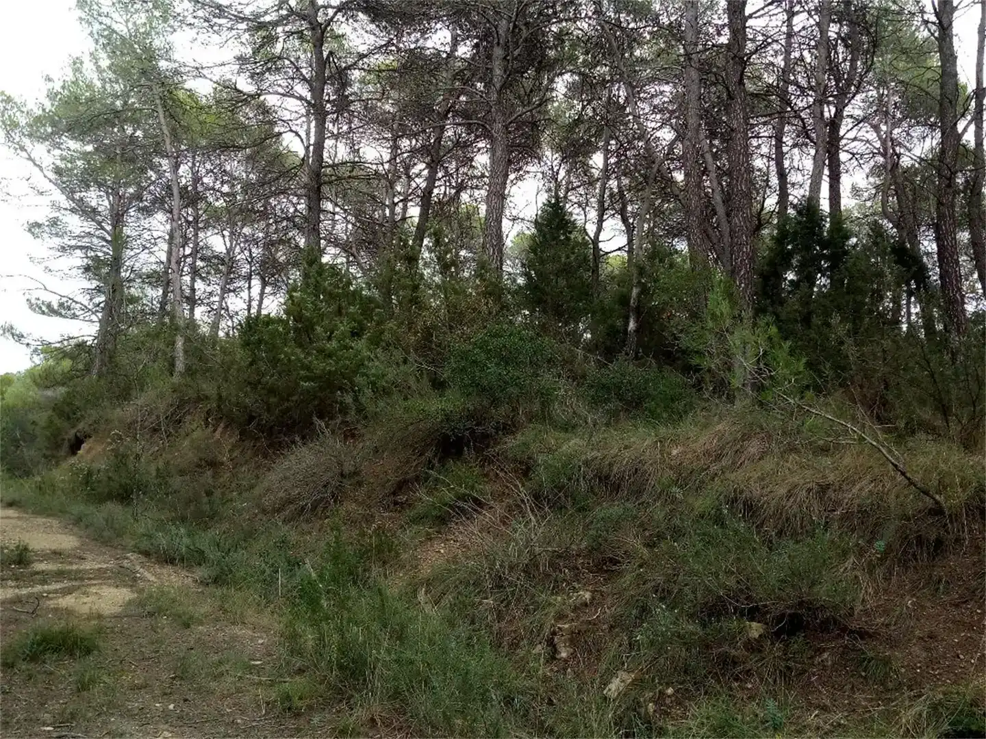 Land for sale in La Llacuna, Barcelona