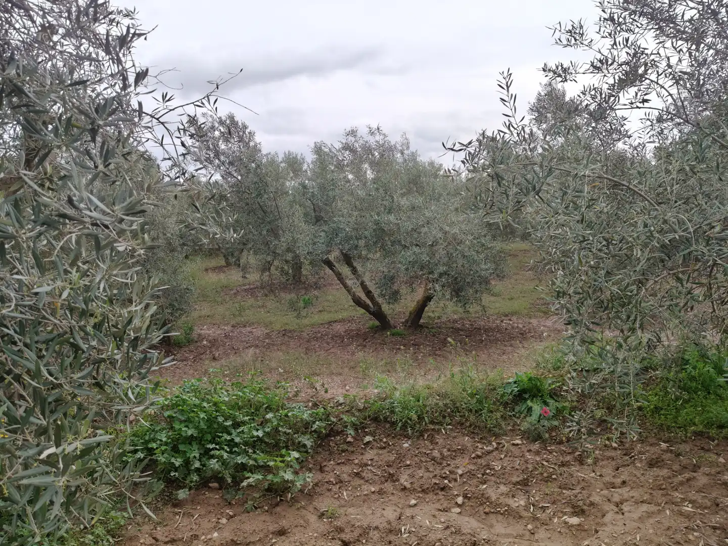 Terreni e lotti in vendita a Carretera de Caniles, imagen 2