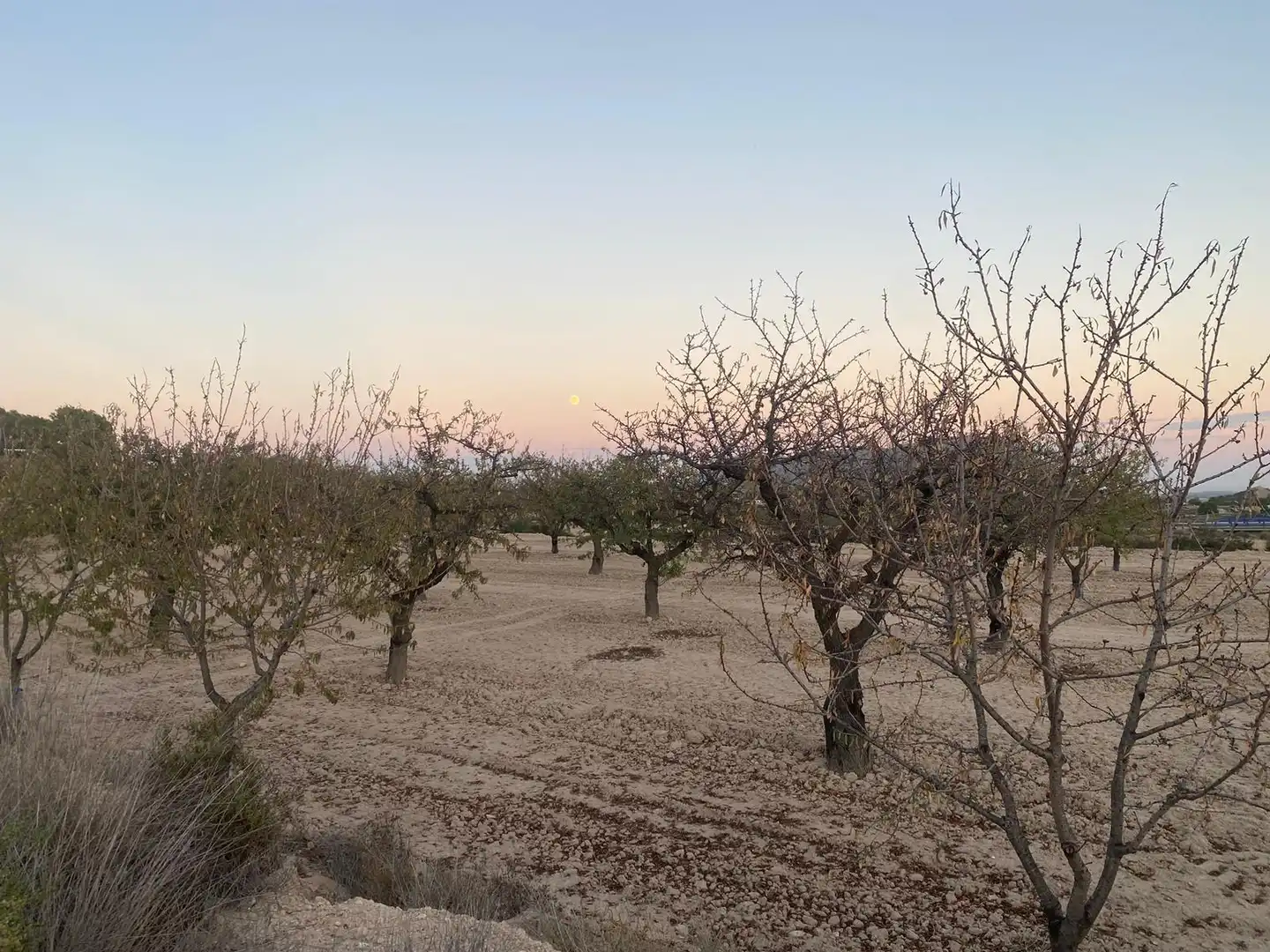 Land for sale in Camí de l'Alcoraia, 21, Cañada del Fenollar