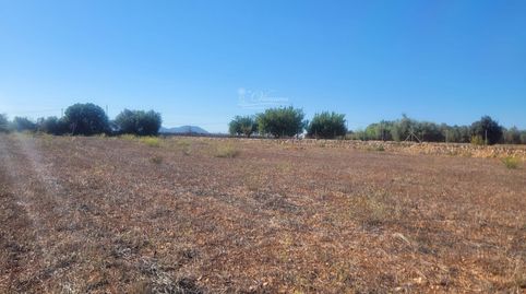 Se vende terreno en Algaida, Mallorca., immagine 5