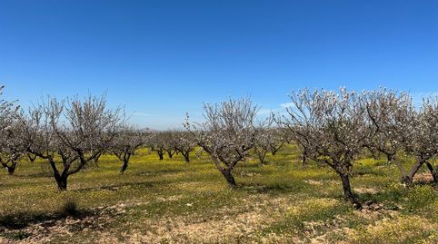 VENTA DE FINCA RUSTICA DE 6,5 HECTAREAS DE ALMENDROS Y ALGUNOS OLIVOS EN DILAR, immagine 5