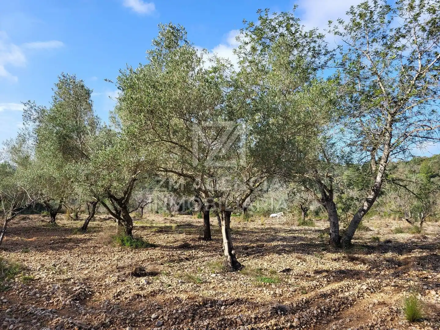 Rural land for sale in Cervera del Maestre, imagen 7
