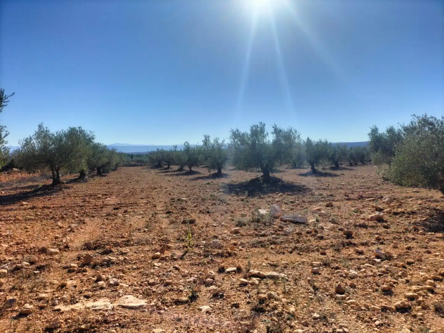 Terreno rustico in vendita a Polígono 7 Parcela 82 LOMA FERRER. NAVARRES (VALE 7, imagen 6