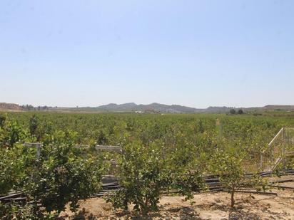 Finca rústica en venda en Orihuela