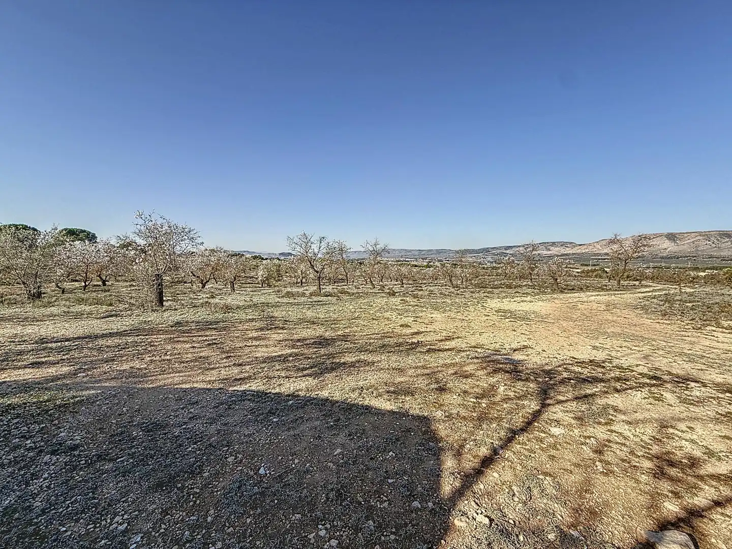 Terreno en venta en Biar