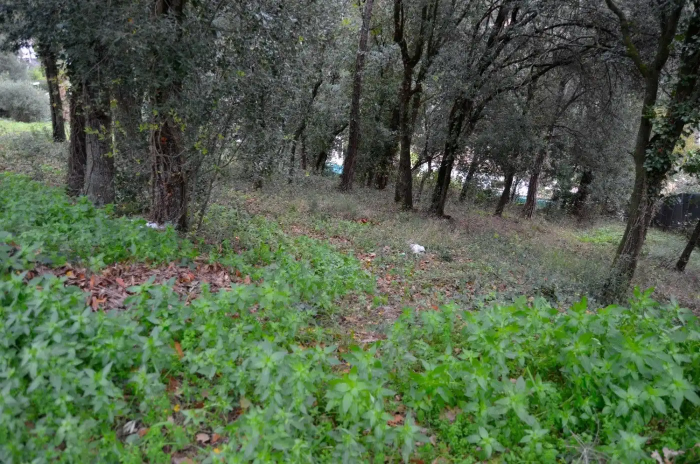 Terreny residencial en venda a Sant Pere de Vilamajor, imagen 4