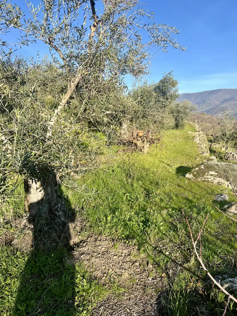 Terreni e lotti in vendita a El Torno, imagen 9